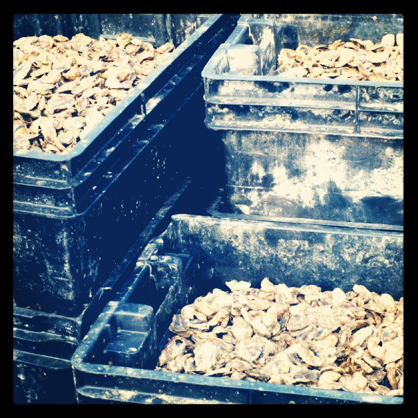 Bigger Than a Bread Basket