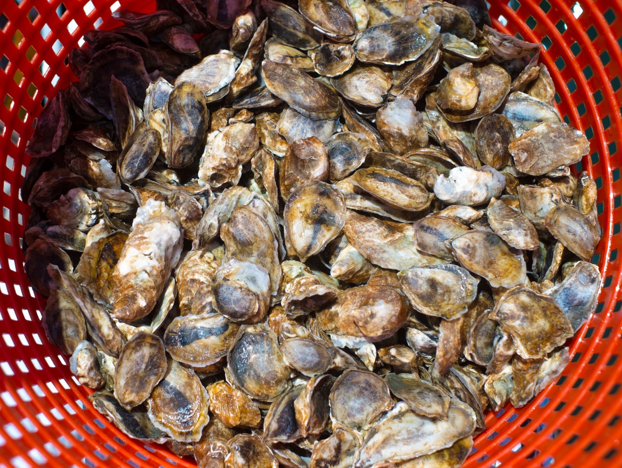 oyster seed in orange bushel basket.